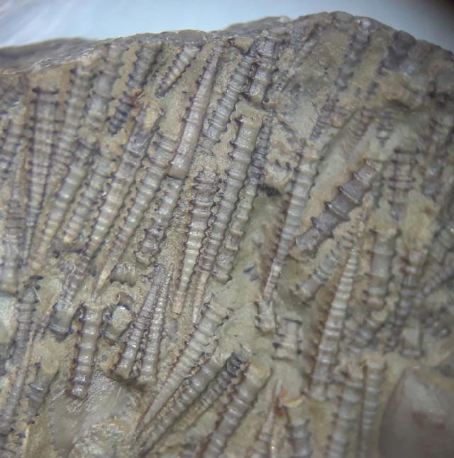 Tentaculites sp. SCHLOTHEIM 1820 - Bild © FossNet FossilienStore